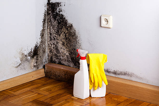 Best Professional Mold Removal  in USA